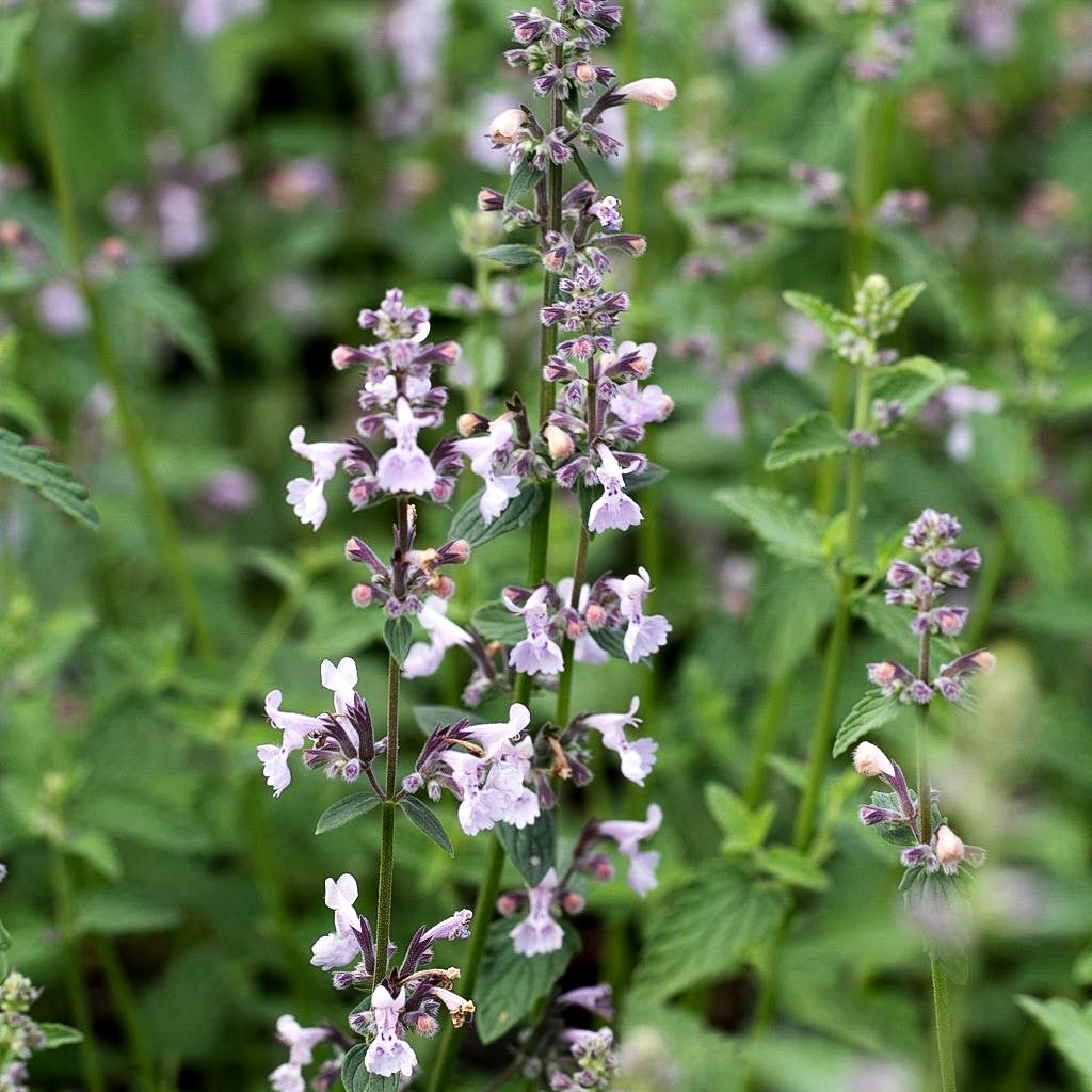 Traubige Katzenminze 'Amelia' (Nepeta racemosa)