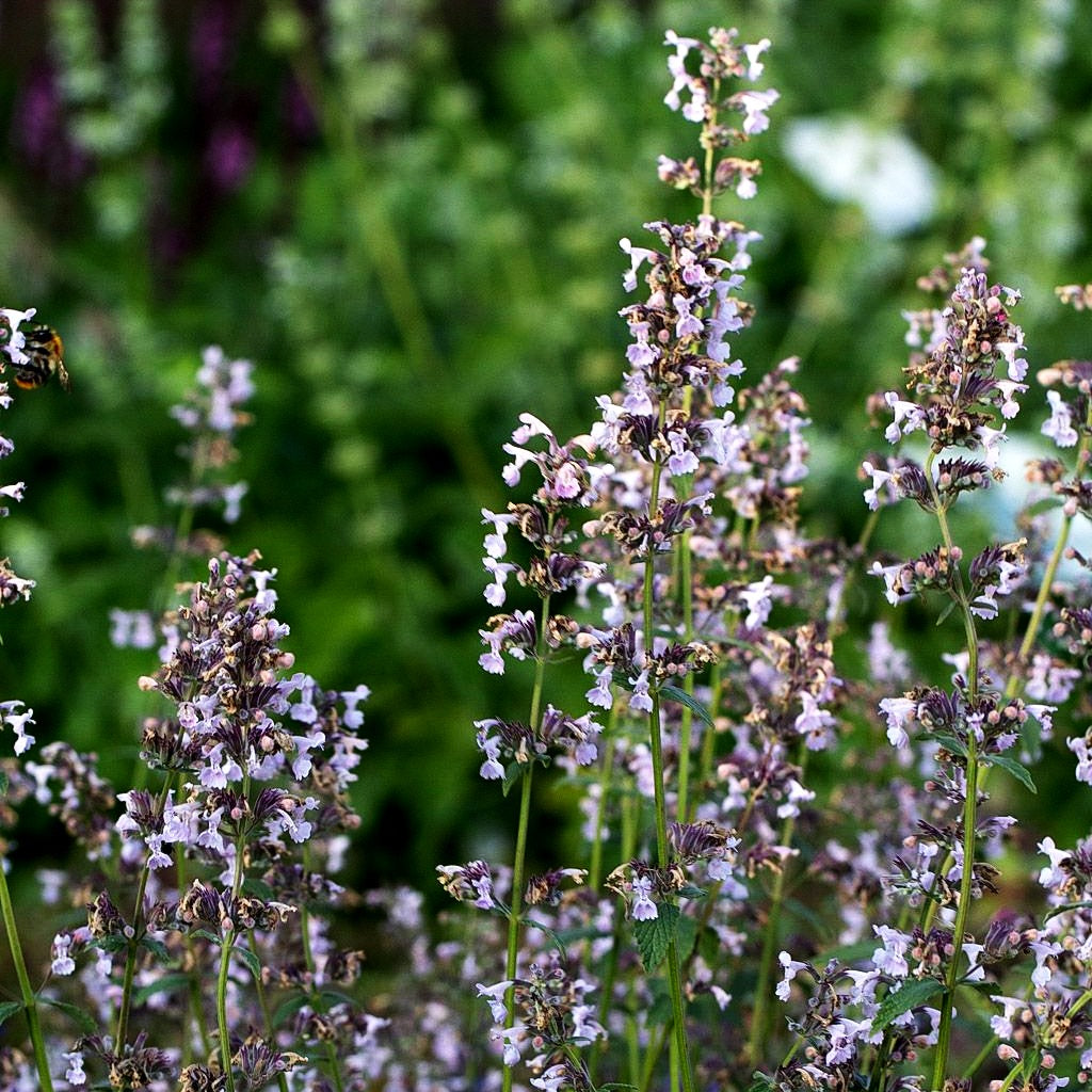 Traubige Katzenminze 'Amelia' (Nepeta racemosa)
