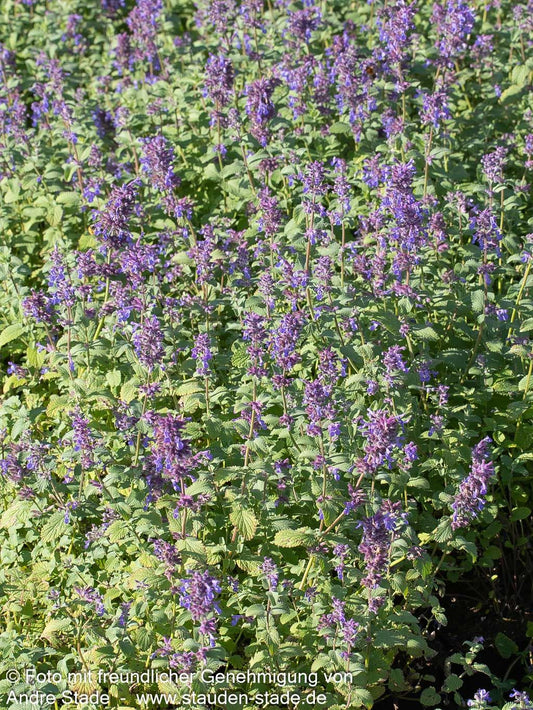 Traubige Katzenminze 'Grog' (Nepeta racemosa)