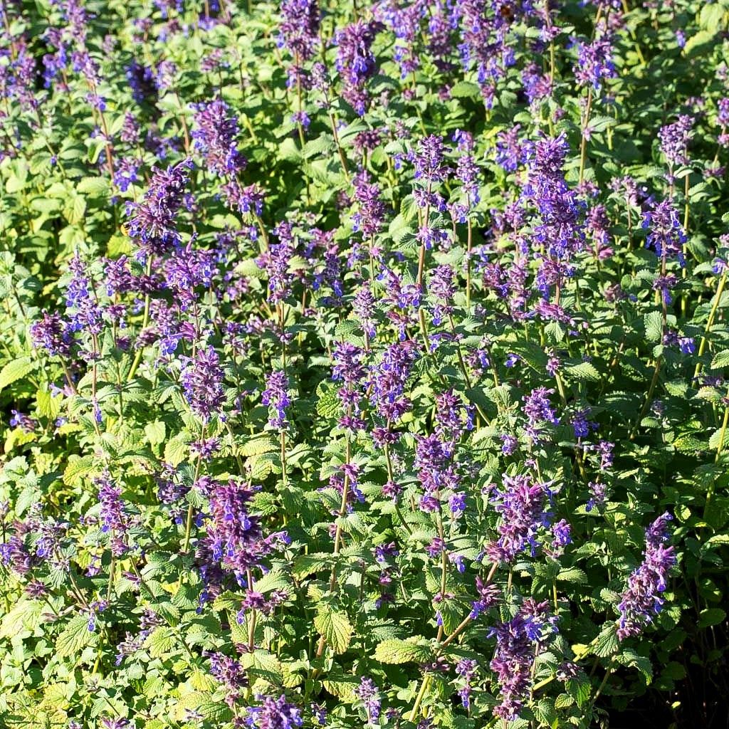 Traubige Katzenminze 'Grog' (Nepeta racemosa)
