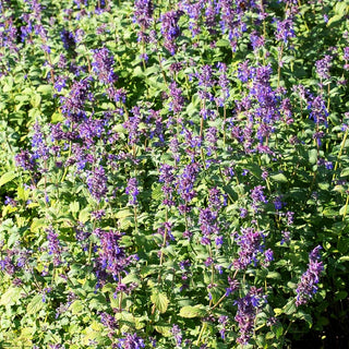 Traubige Katzenminze 'Grog' (Nepeta racemosa)