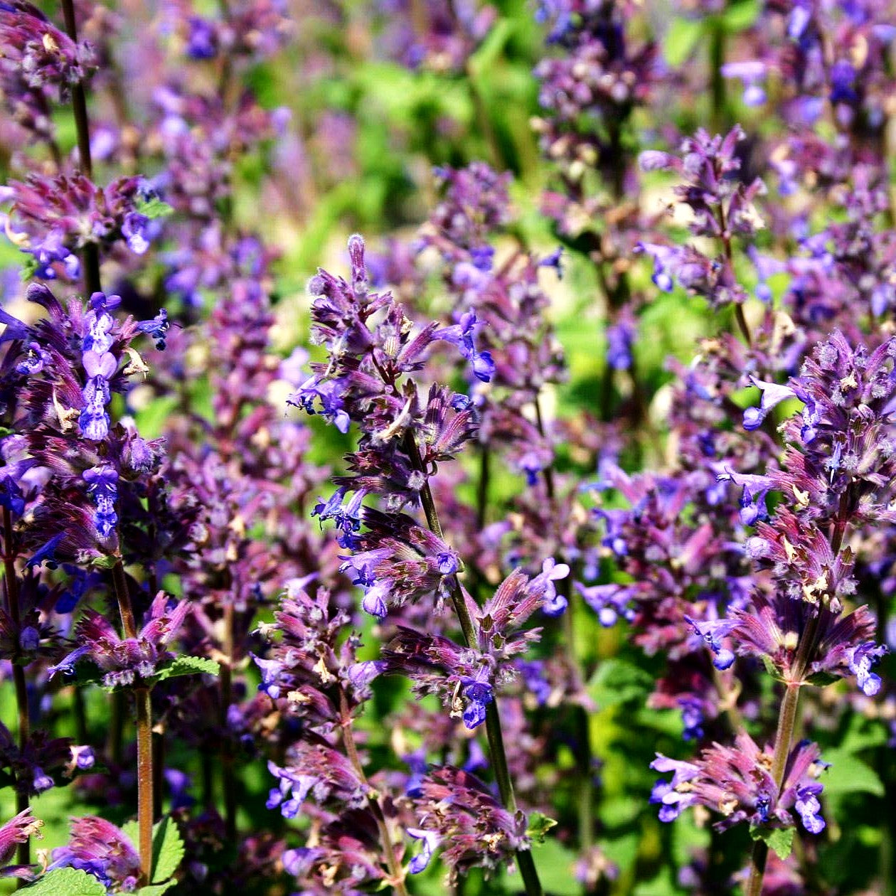Traubige Katzenminze 'Grog' (Nepeta racemosa)