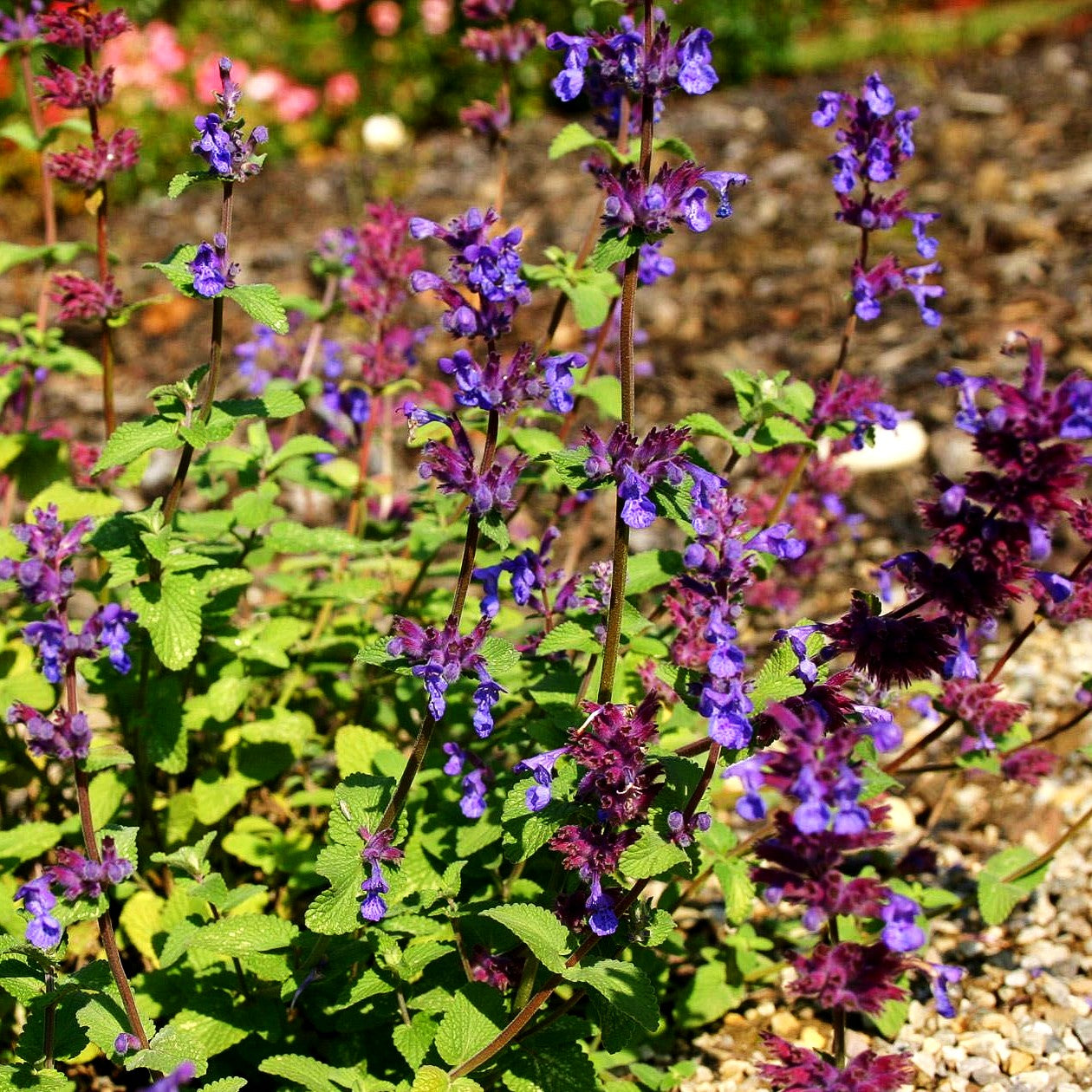 Traubige Katzenminze 'Grog' (Nepeta racemosa)