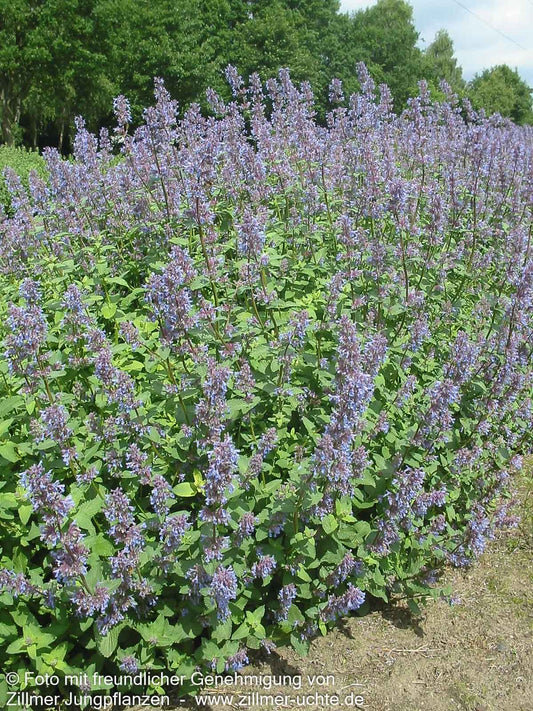 Traubige Katzenminze 'Superba' (Nepeta racemosa)