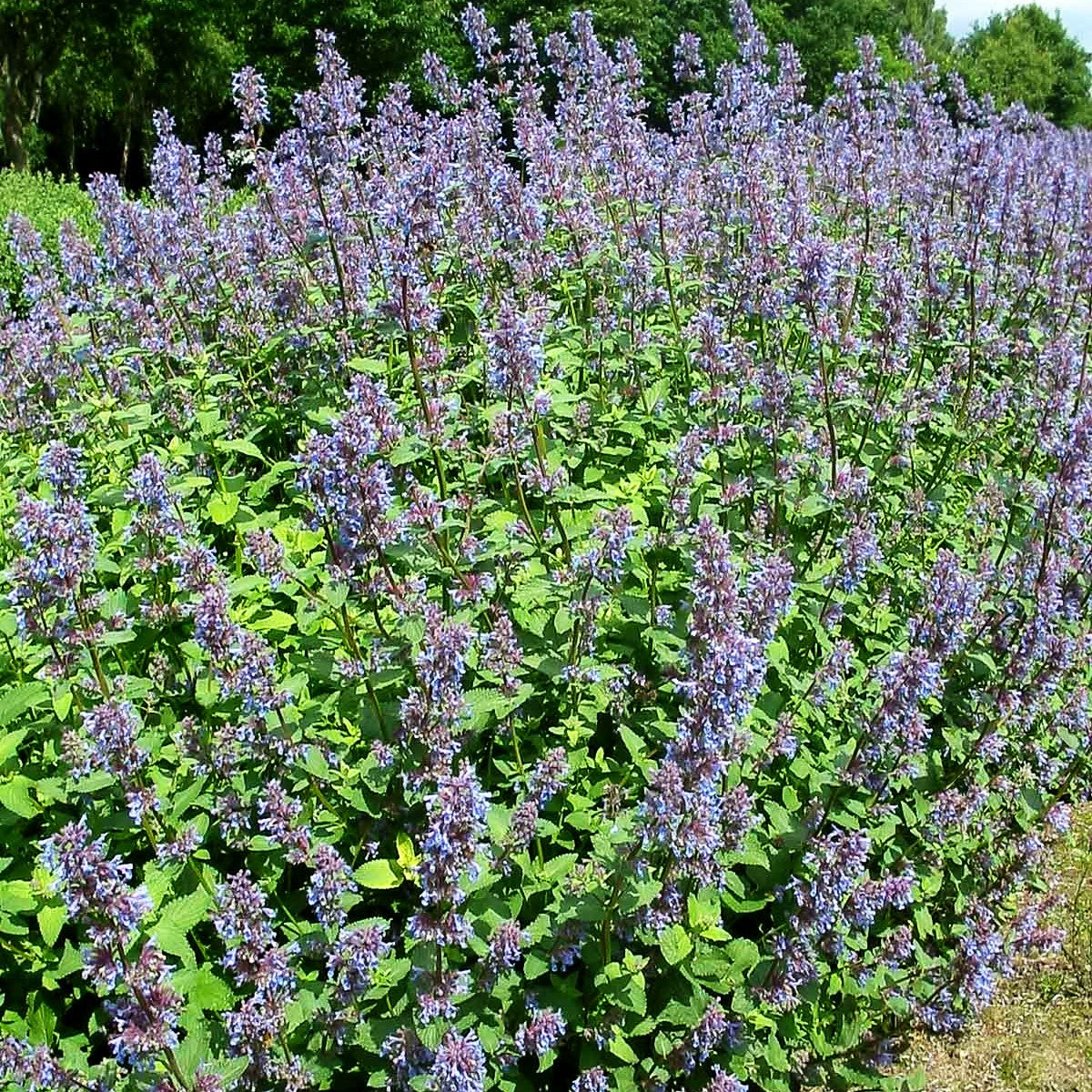 Traubige Katzenminze 'Superba' (Nepeta racemosa)
