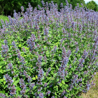 Traubige Katzenminze 'Superba' (Nepeta racemosa)