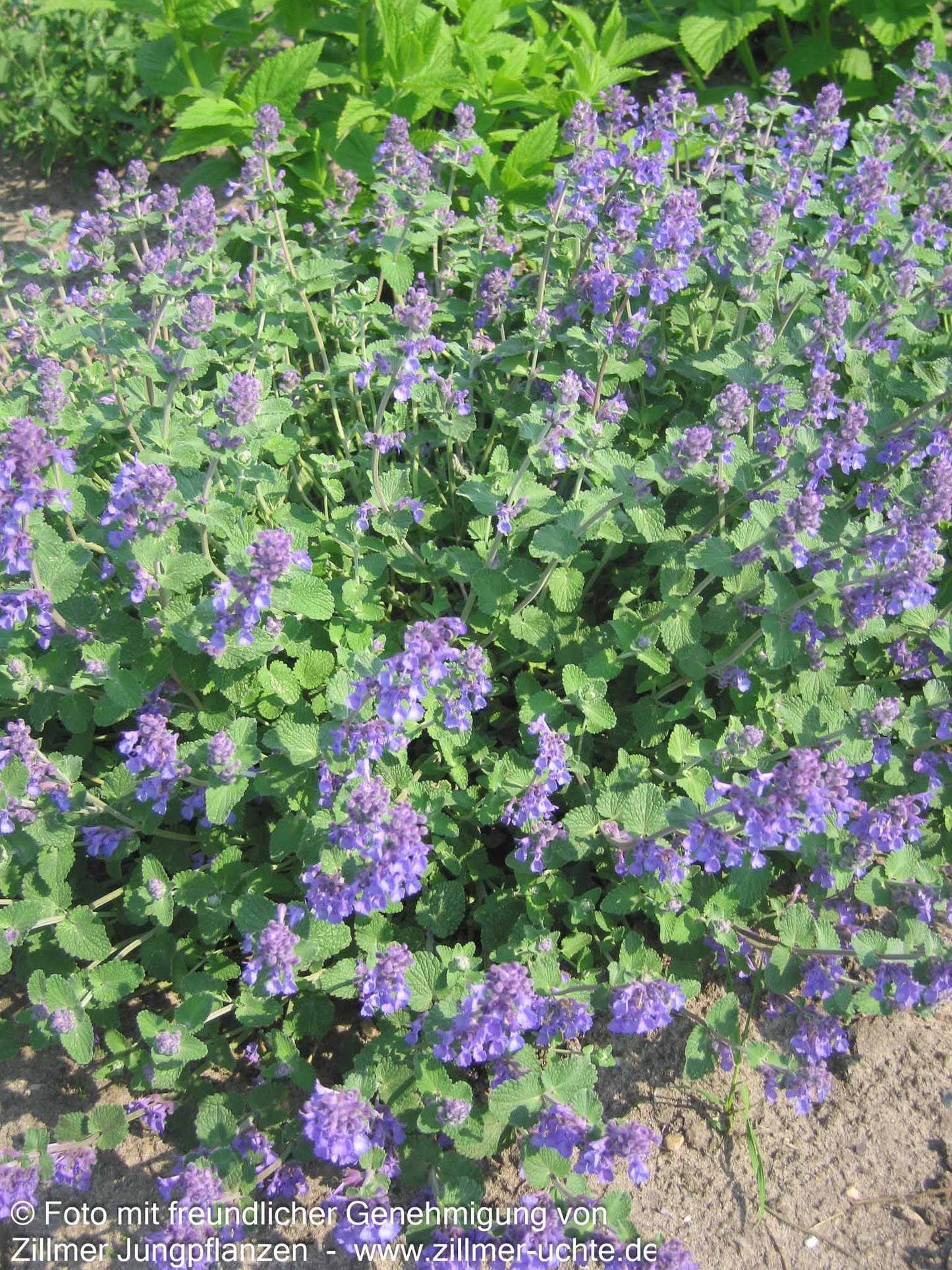 Traubige Katzenminze 'Superba' (Nepeta racemosa)