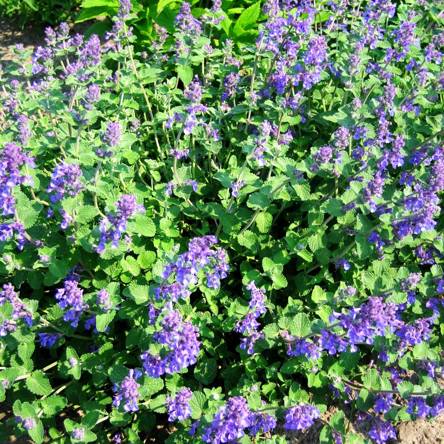 Traubige Katzenminze 'Superba' (Nepeta racemosa)