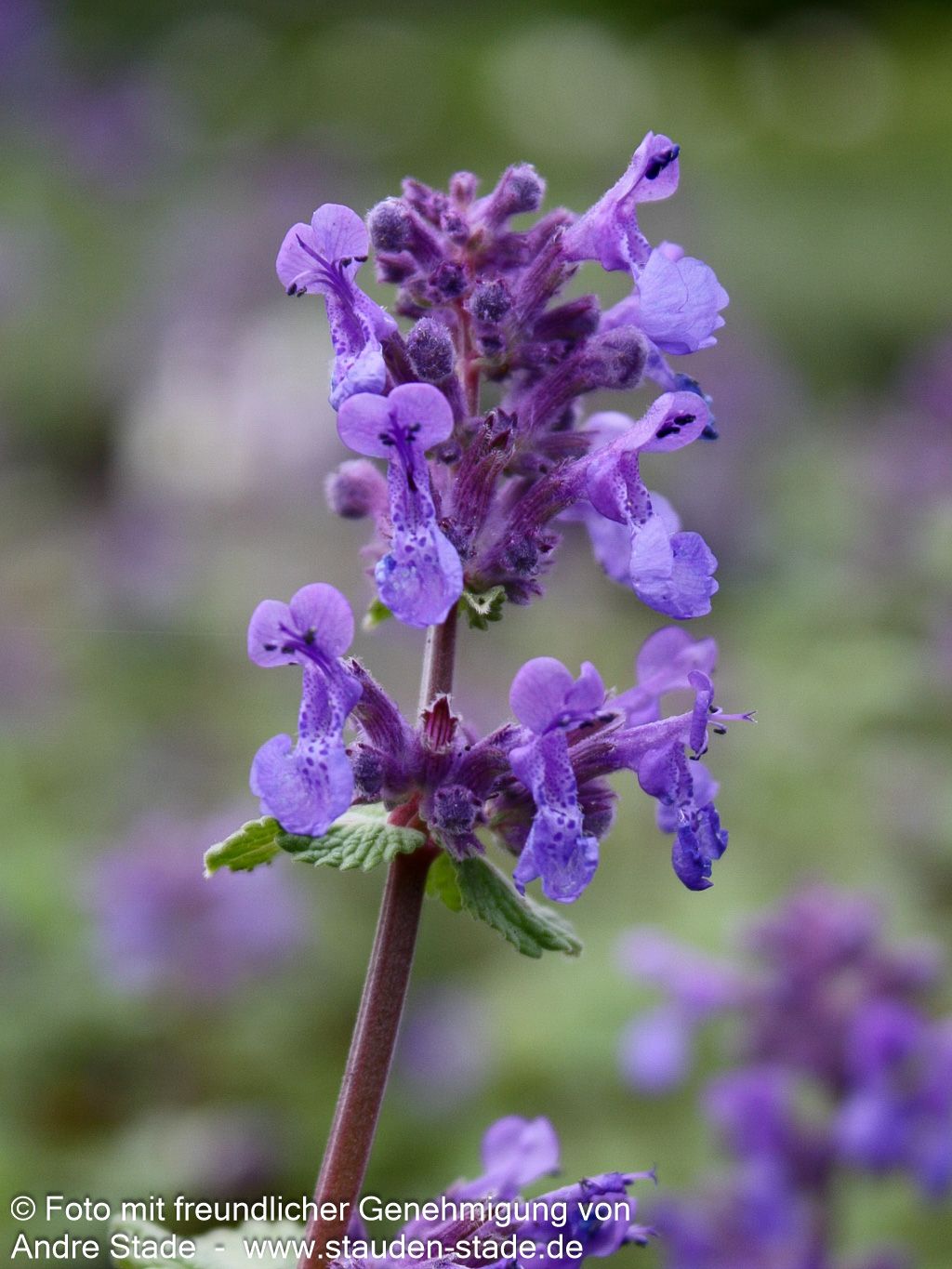 Traubige Katzenminze 'Superba' (Nepeta racemosa)