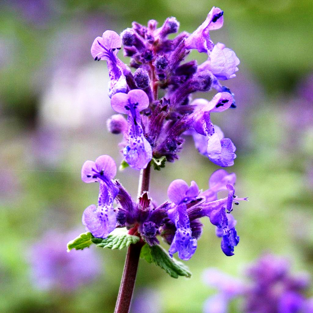 Traubige Katzenminze 'Superba' (Nepeta racemosa)