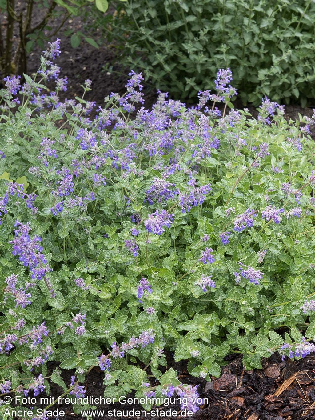 Traubige Katzenminze 'Superba' (Nepeta racemosa)