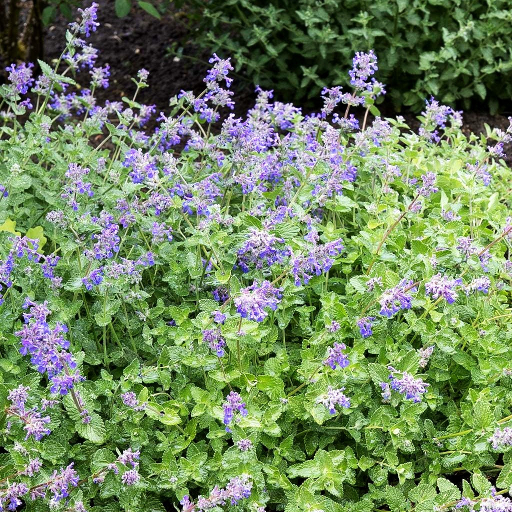 Traubige Katzenminze 'Superba' (Nepeta racemosa)