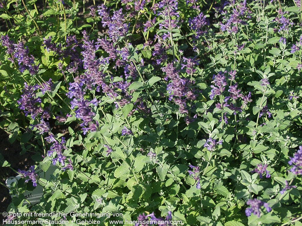 Traubige Katzenminze 'Superba' (Nepeta racemosa)