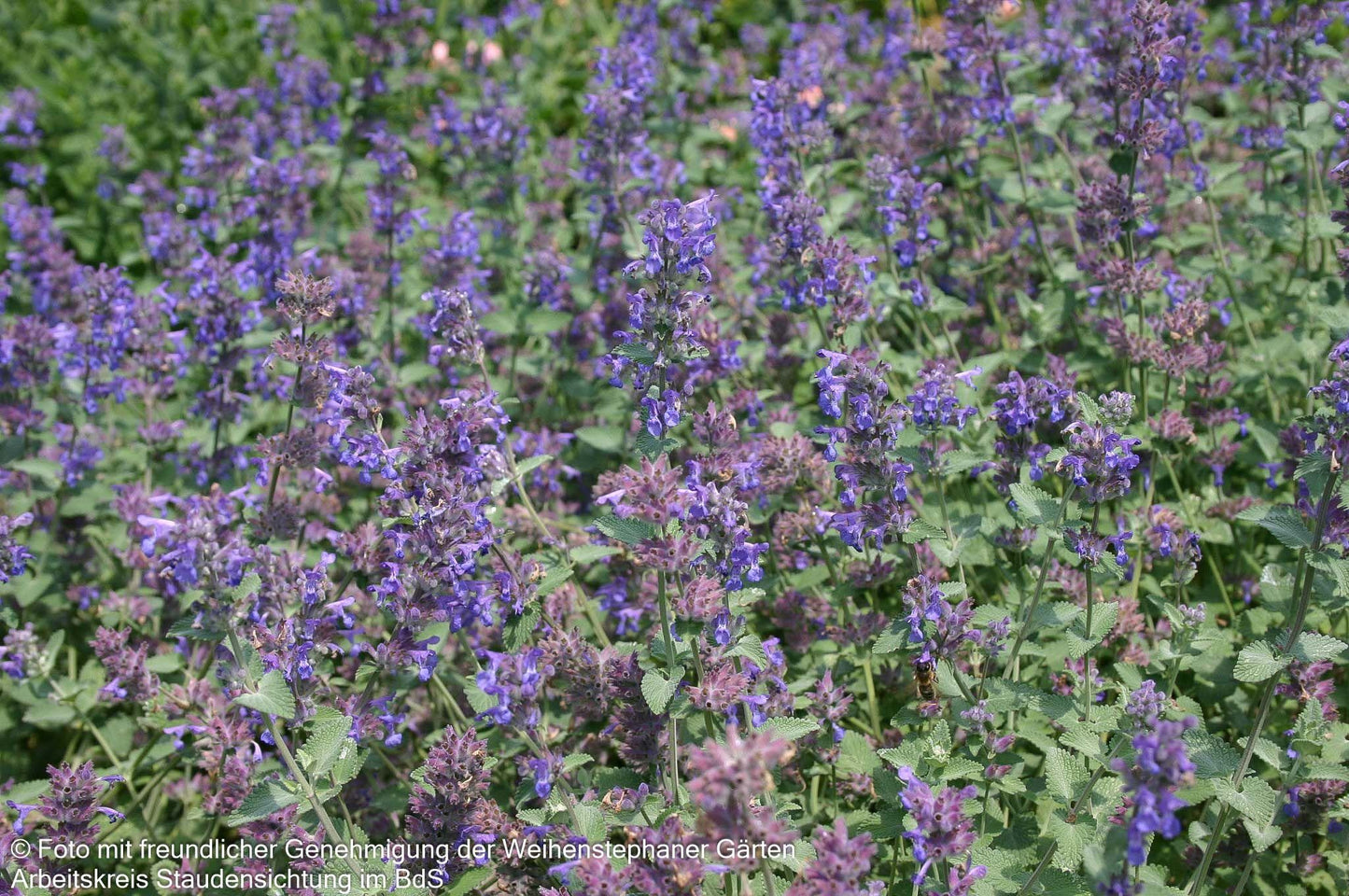 Traubige Katzenminze 'Superba' (Nepeta racemosa)