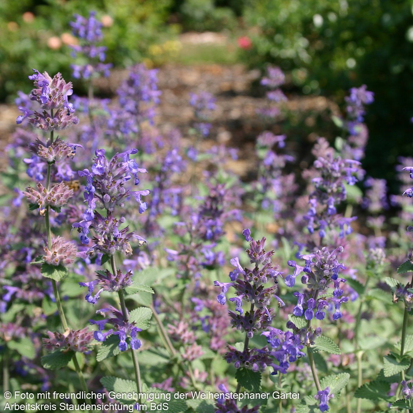 Traubige Katzenminze 'Superba' (Nepeta racemosa)