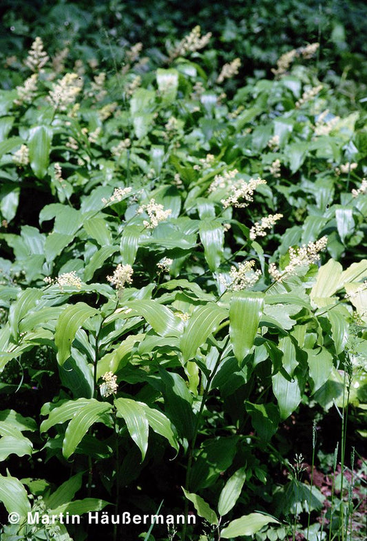 Traubiges Duftsiegel (Smilacina racemosa)