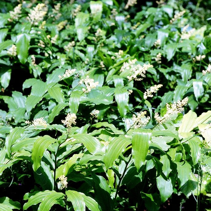Traubiges Duftsiegel (Smilacina racemosa)