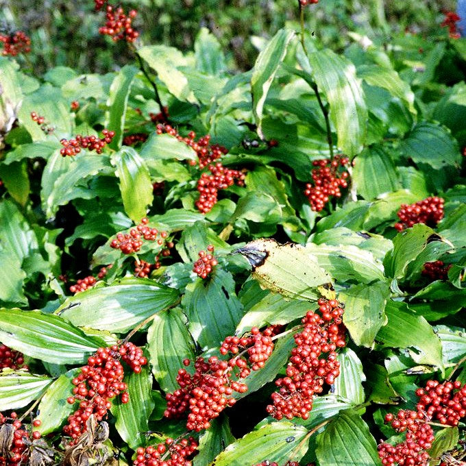 Traubiges Duftsiegel (Smilacina racemosa)