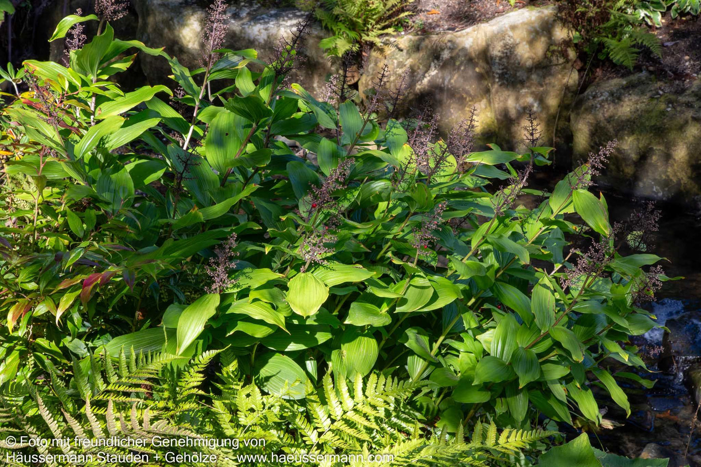 Traubiges Duftsiegel (Smilacina racemosa)