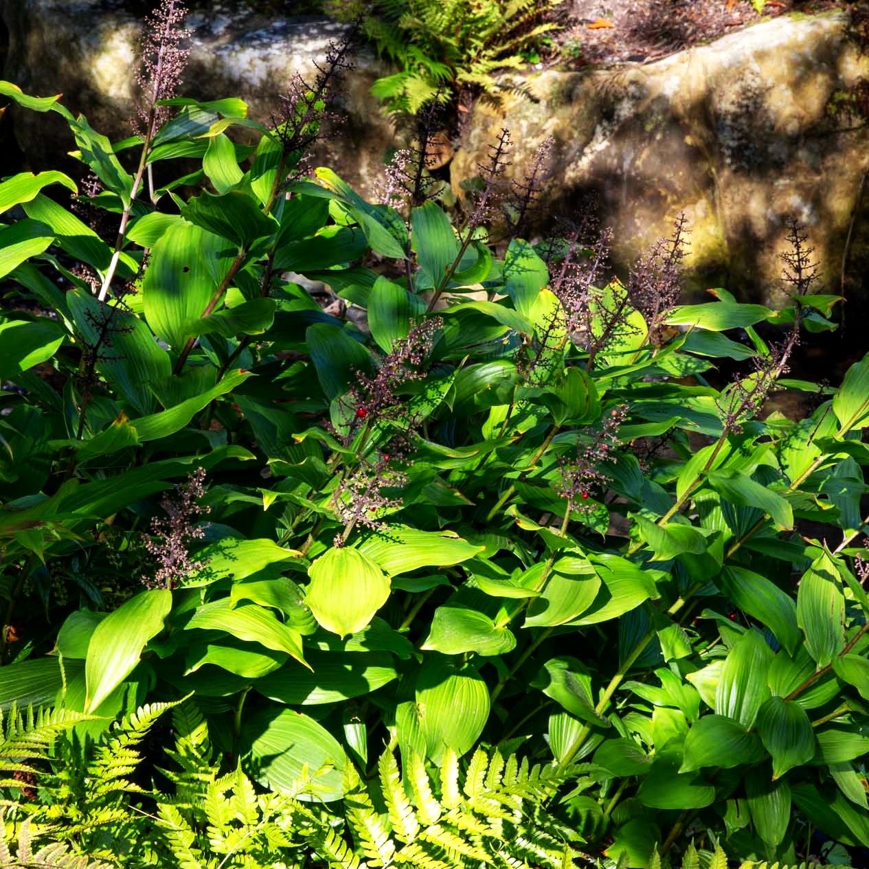 Traubiges Duftsiegel (Smilacina racemosa)