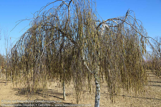 Trauer-Birke 'Youngii' (Betula pendula)