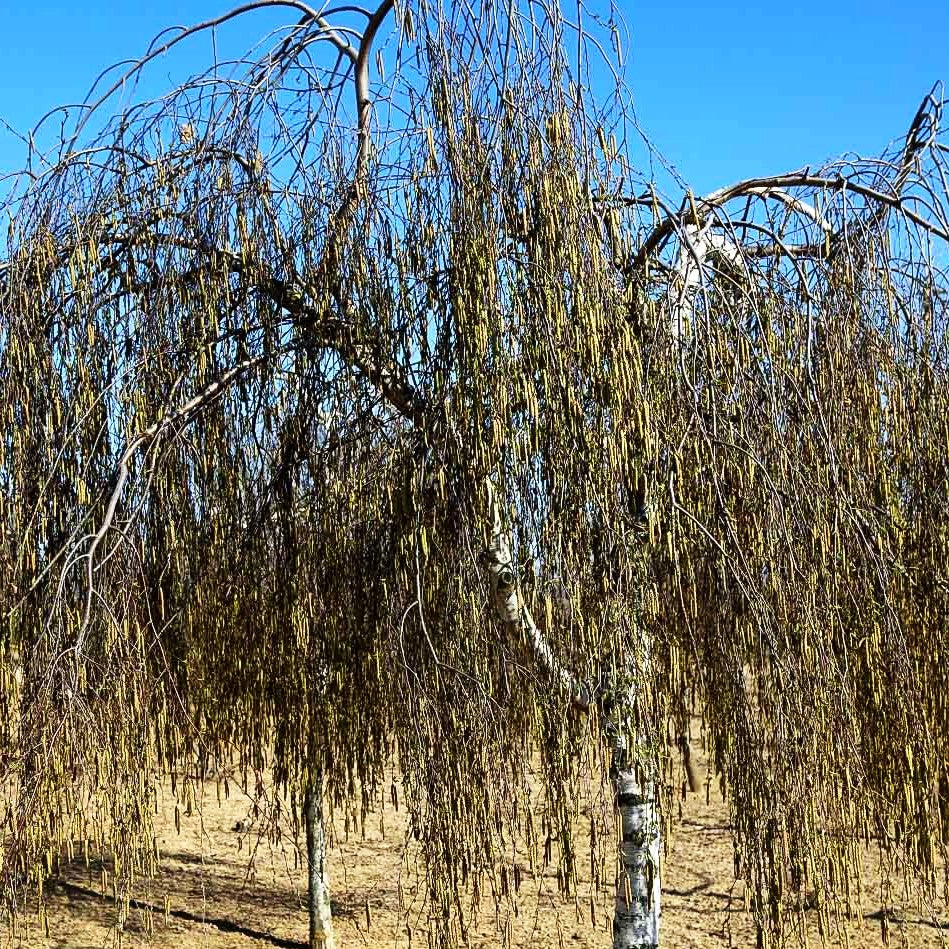 Trauer-Birke 'Youngii' (Betula pendula)