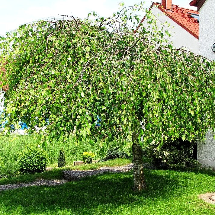 Trauer-Birke 'Youngii' (Betula pendula)