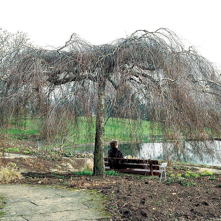 Trauer-Birke 'Youngii' (Betula pendula)