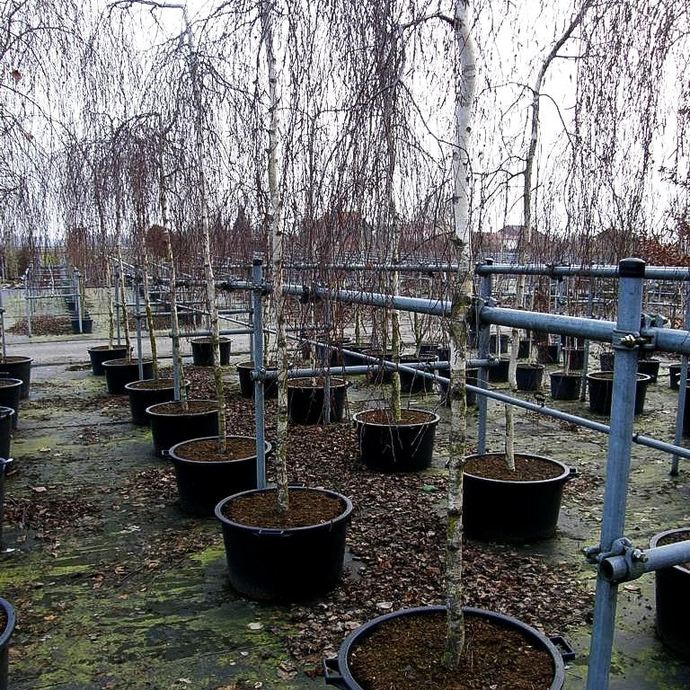 Trauer-Birke 'Youngii' (Betula pendula)