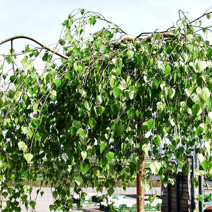 Trauer-Birke 'Youngii' (Betula pendula)
