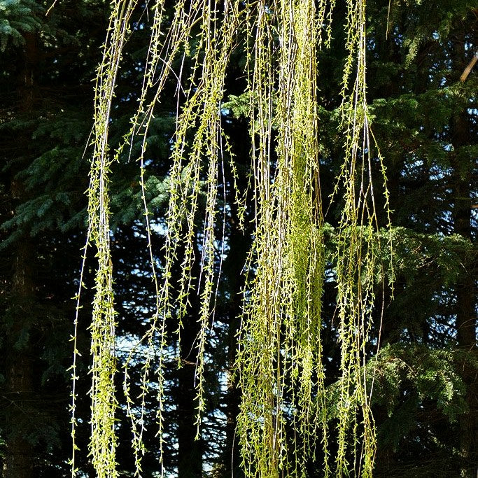 Trauer-Weide 'Tristis' (Salix alba)