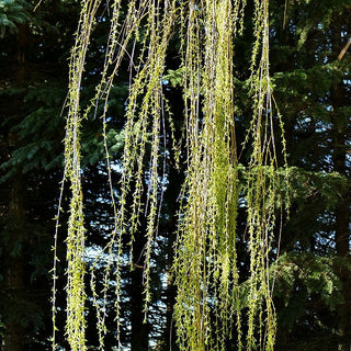 Trauer-Weide 'Tristis' (Salix alba)