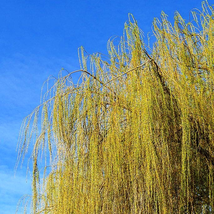Trauer-Weide 'Tristis' (Salix alba)