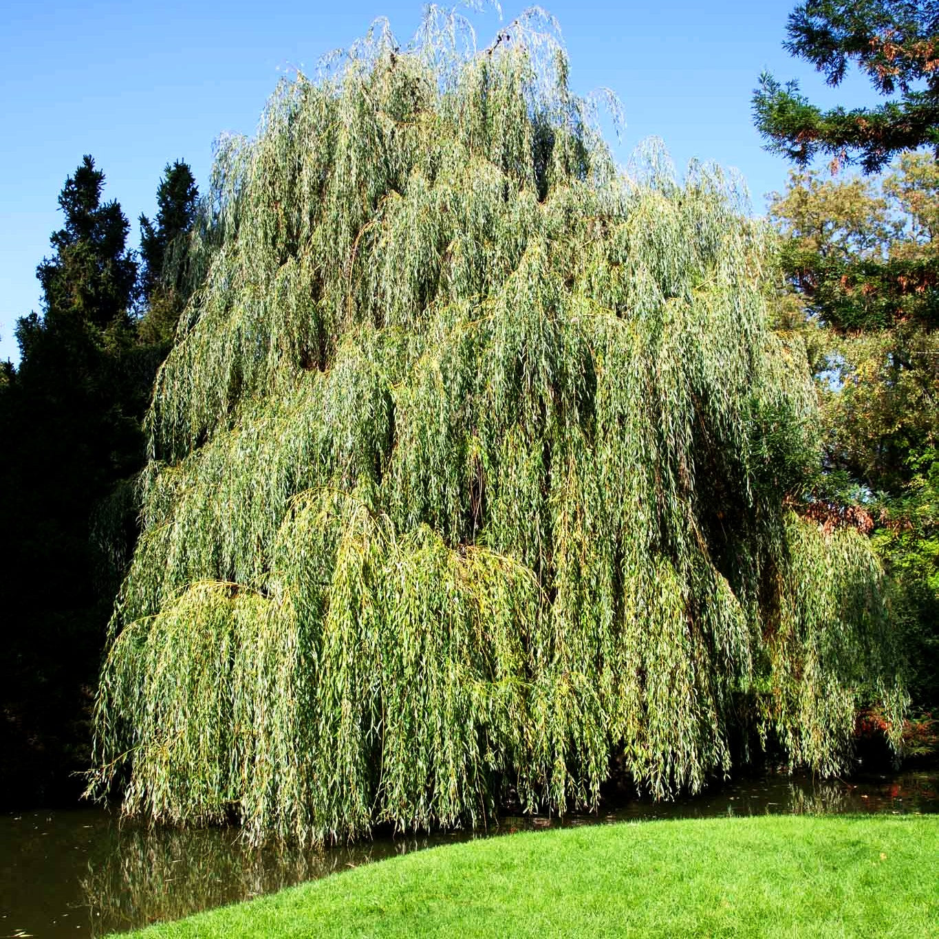 Trauer-Weide 'Tristis' (Salix alba)