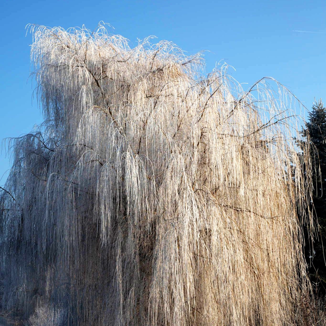 Trauer-Weide 'Tristis' (Salix alba)