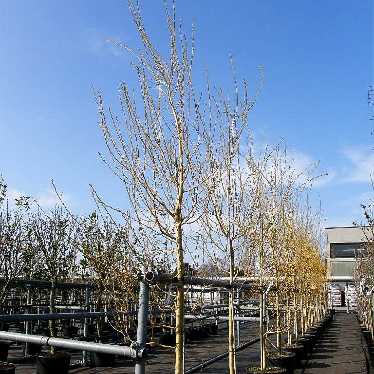 Trauer-Weide 'Tristis' (Salix alba)