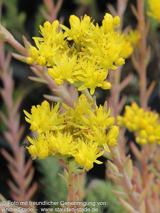 Tripmadam (Sedum reflexum)
