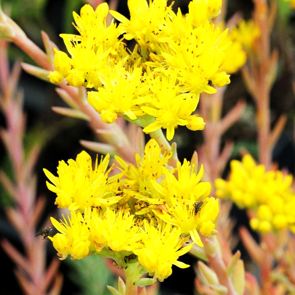 Tripmadam (Sedum reflexum)
