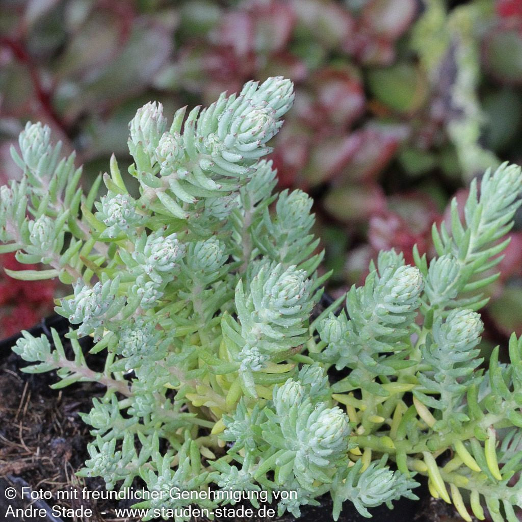 Tripmadam (Sedum reflexum)