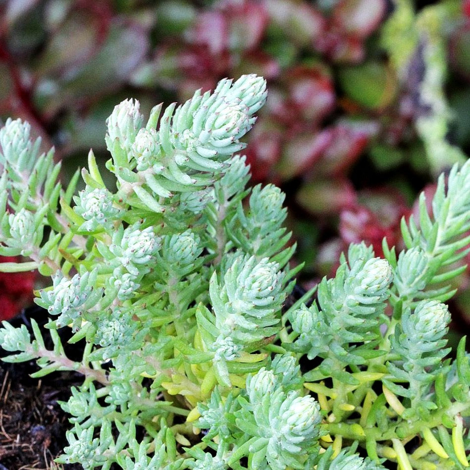 Tripmadam (Sedum reflexum)