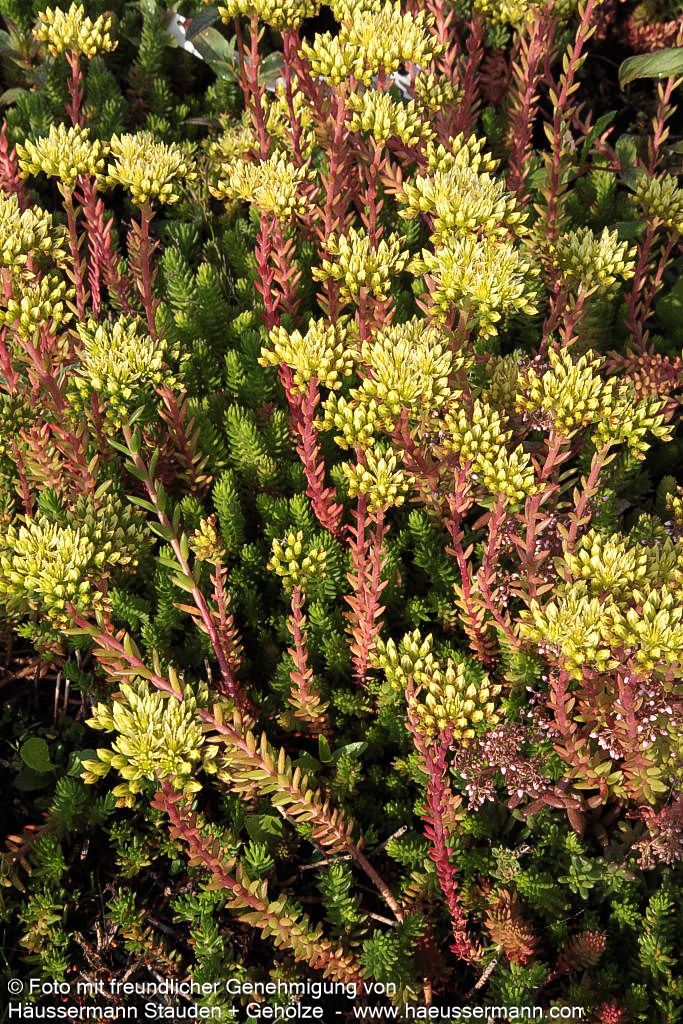 Tripmadam (Sedum reflexum)