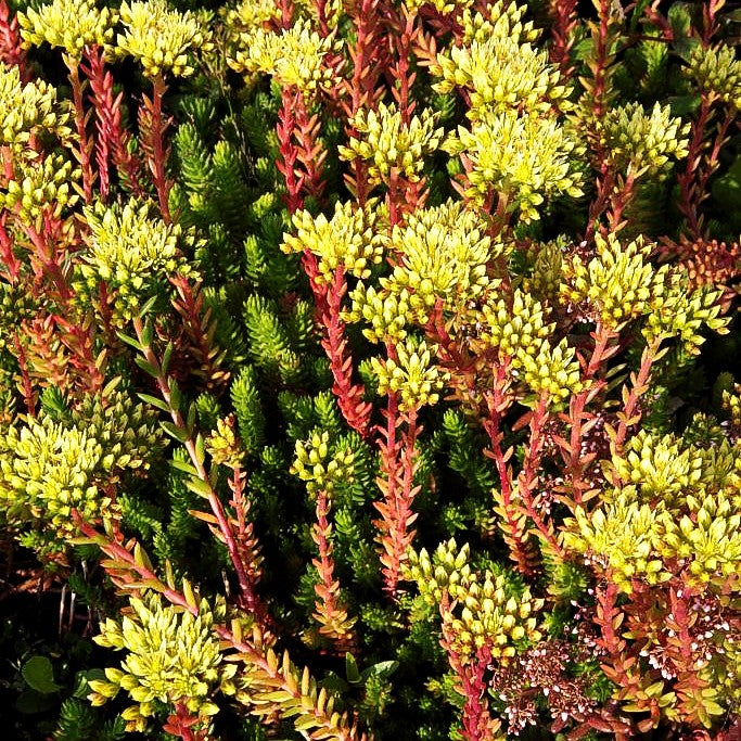 Tripmadam (Sedum reflexum)
