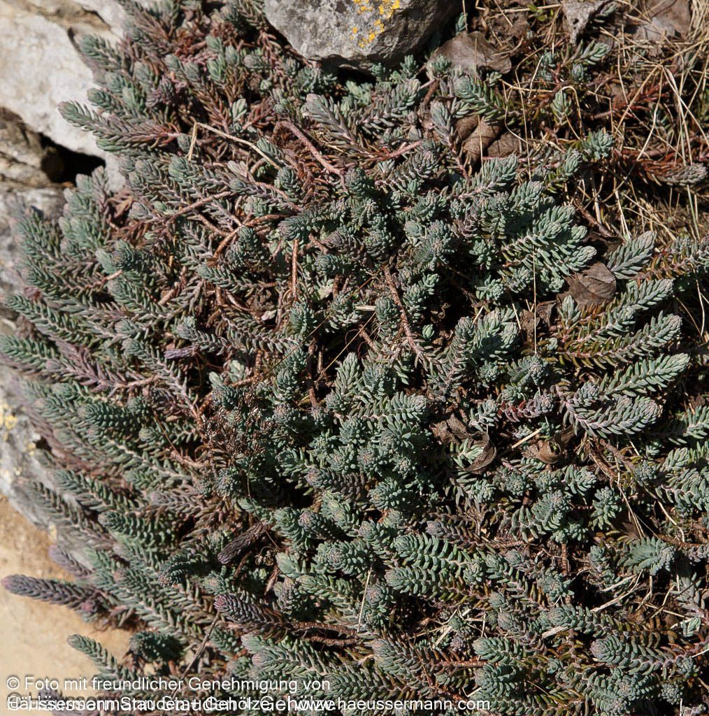 Tripmadam (Sedum reflexum)
