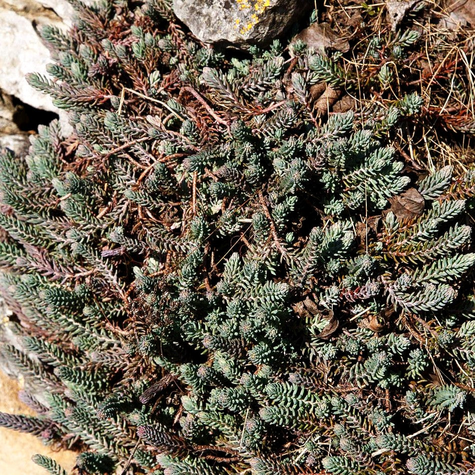 Tripmadam (Sedum reflexum)