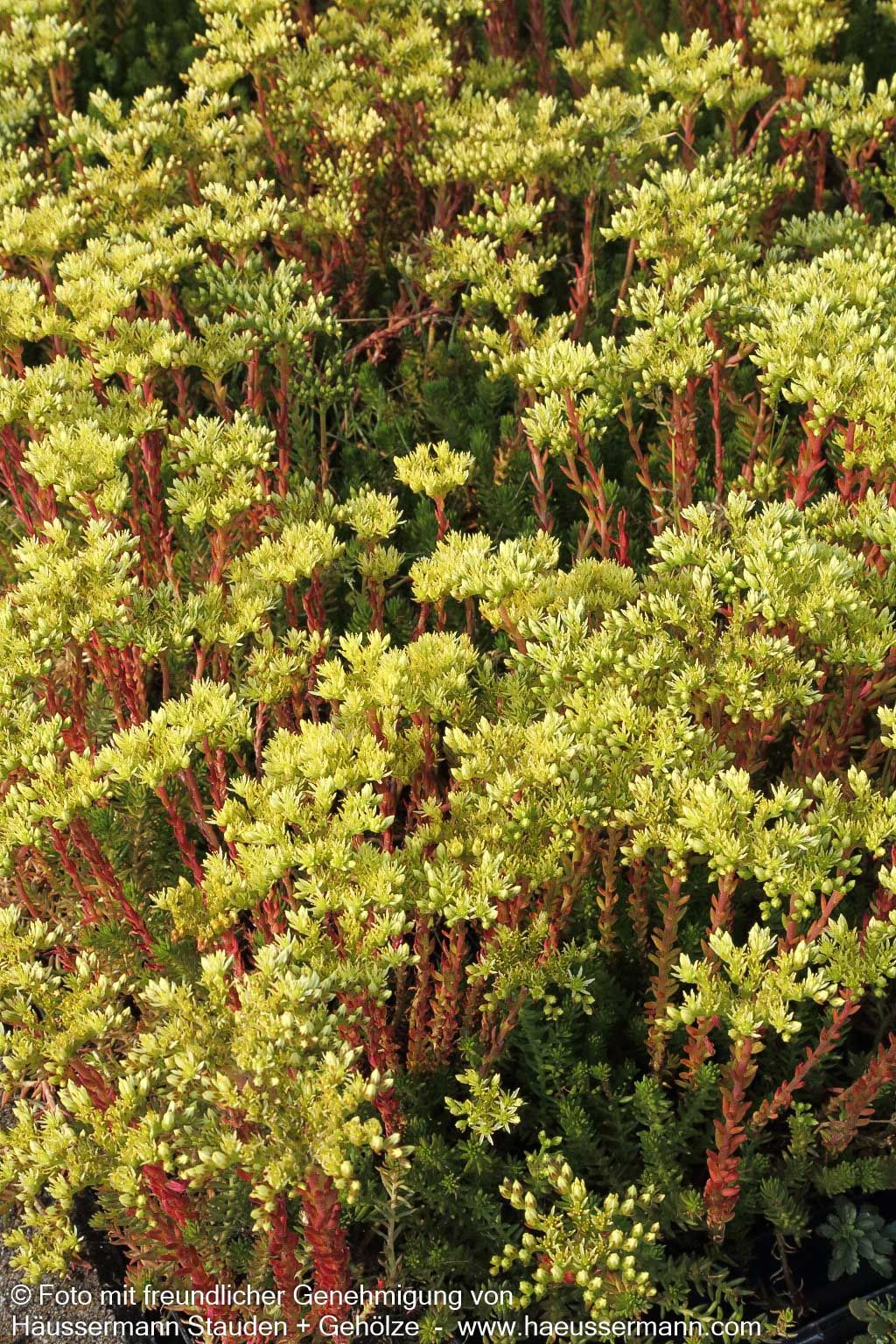 Tripmadam (Sedum reflexum)