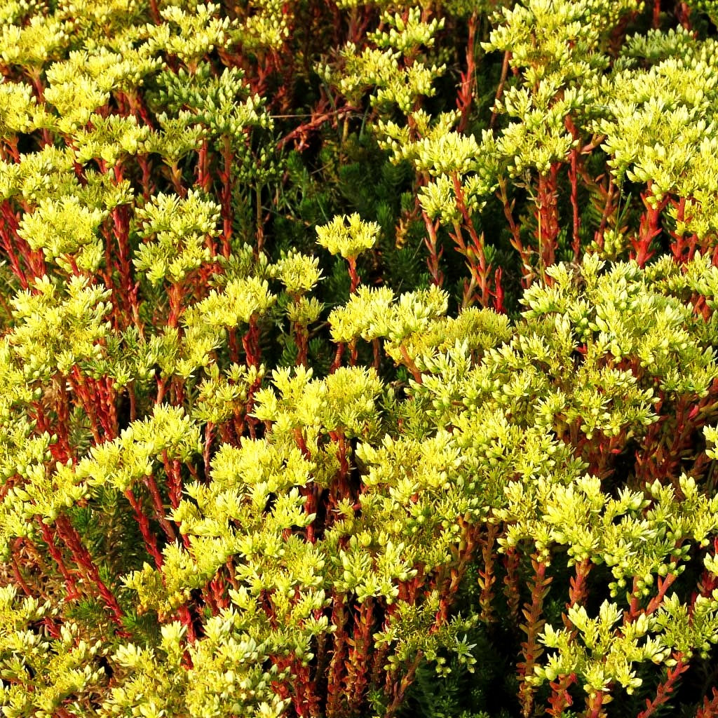 Tripmadam (Sedum reflexum)