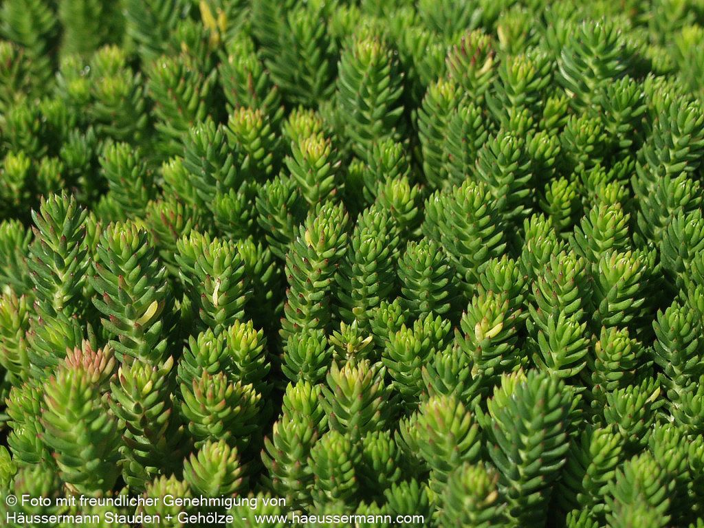 Tripmadam (Sedum reflexum)