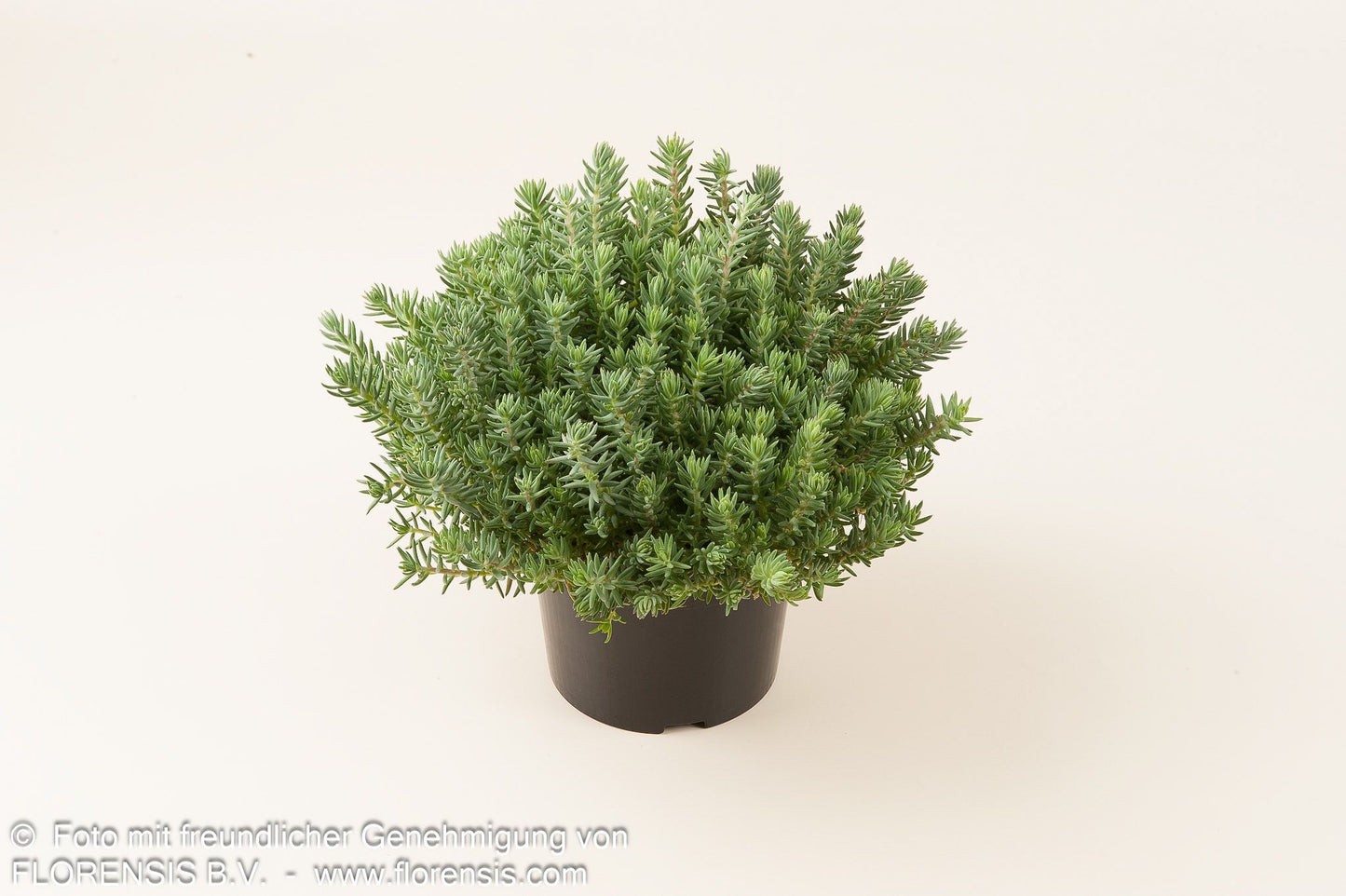Tripmadam (Sedum reflexum)