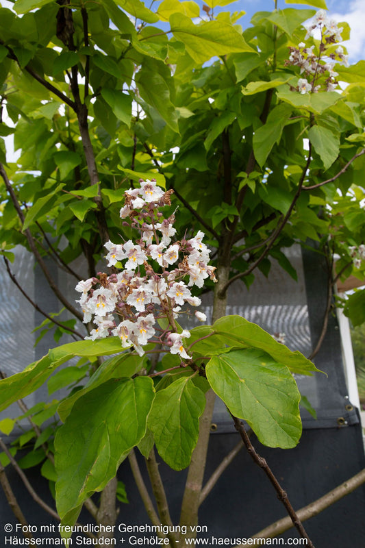 Trompetenbaum (Catalpa bignonioides)