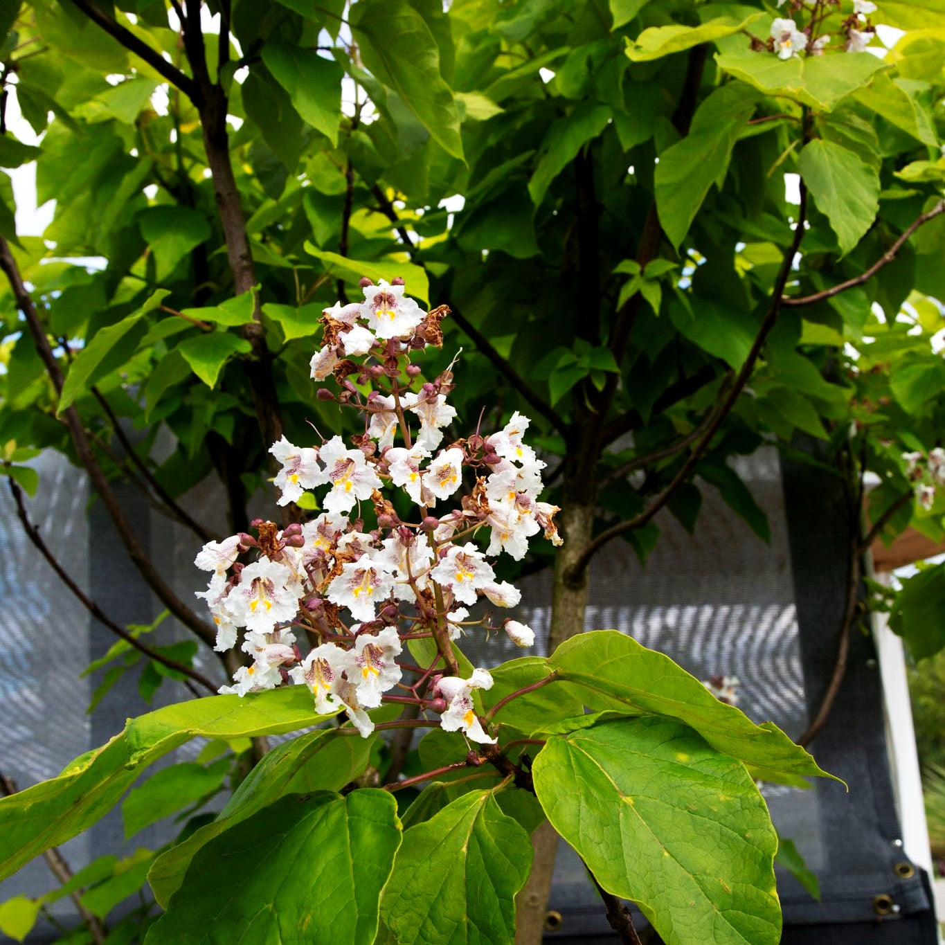 Trompetenbaum (Catalpa bignonioides)